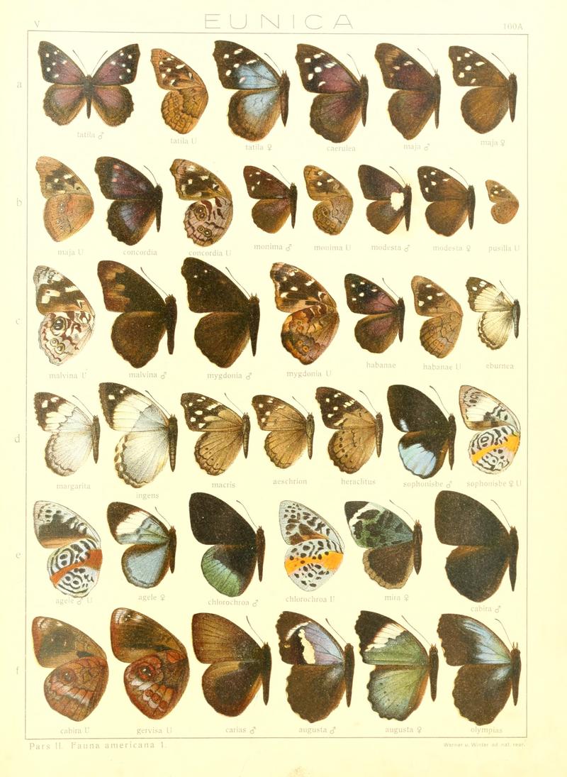 Macrolepidoptera15seit 0209