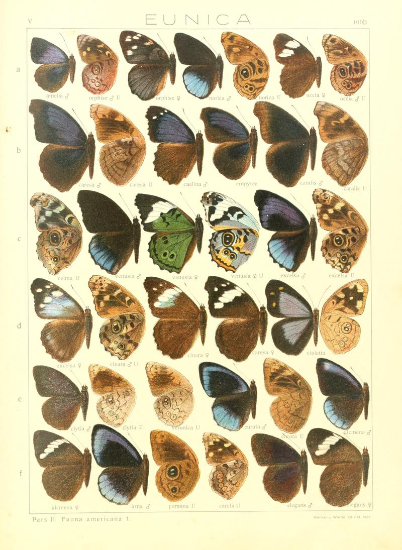 Macrolepidoptera15seit 0211