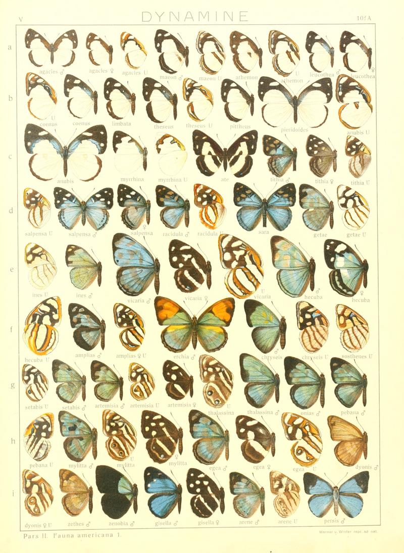 Macrolepidoptera15seit 0213