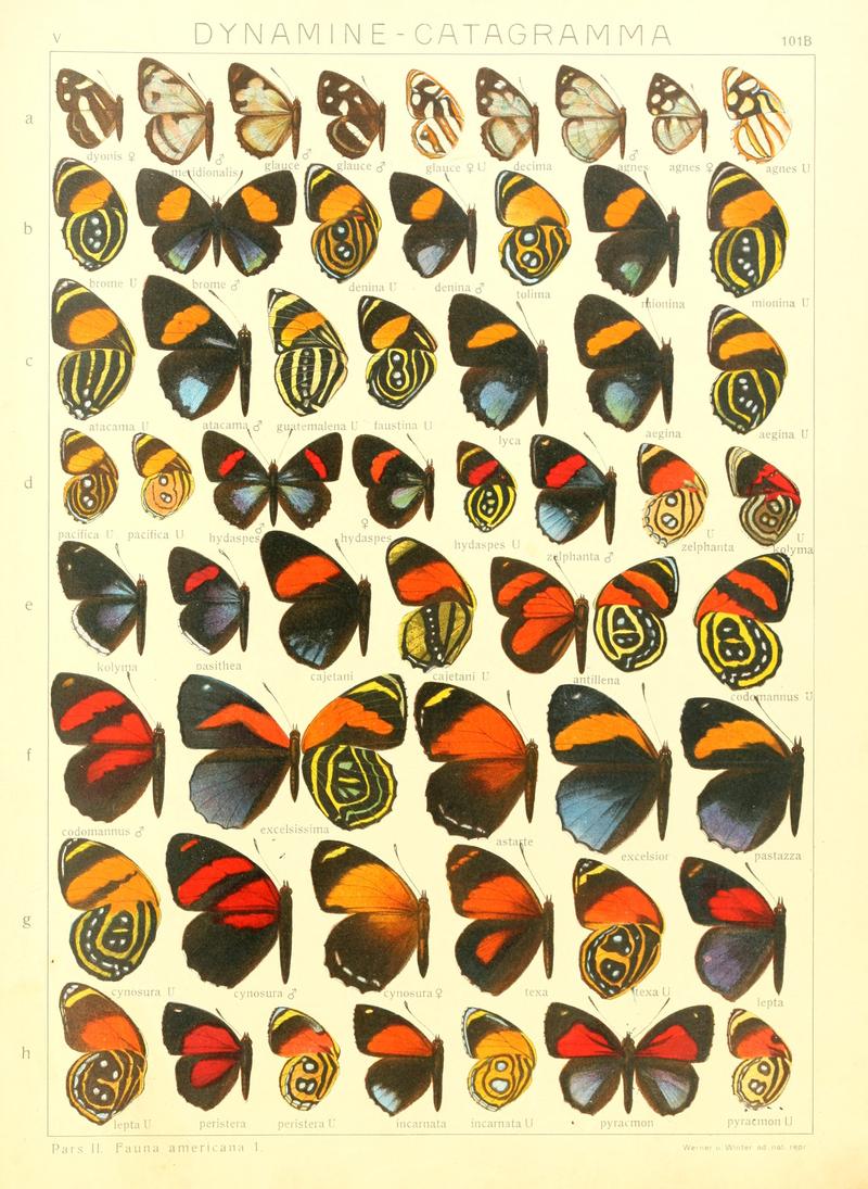 Macrolepidoptera15seit 0215