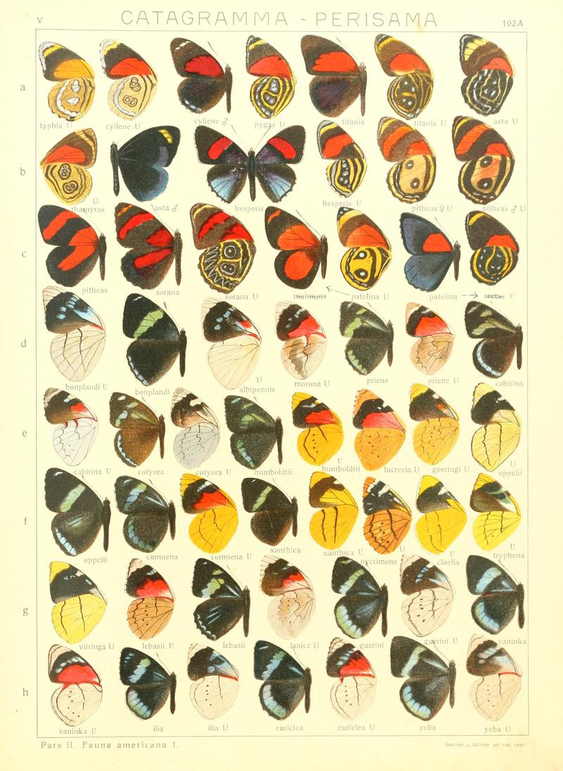 Macrolepidoptera15seit 0217
