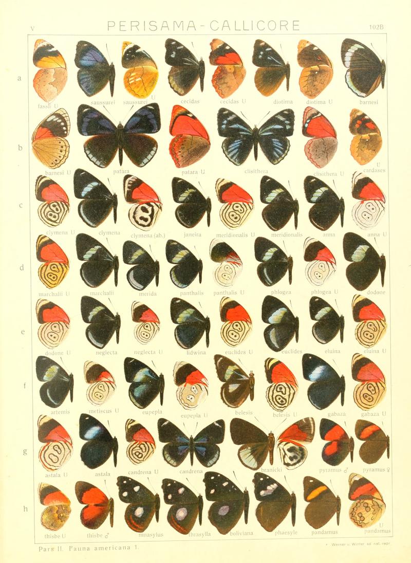 Macrolepidoptera15seit 0219