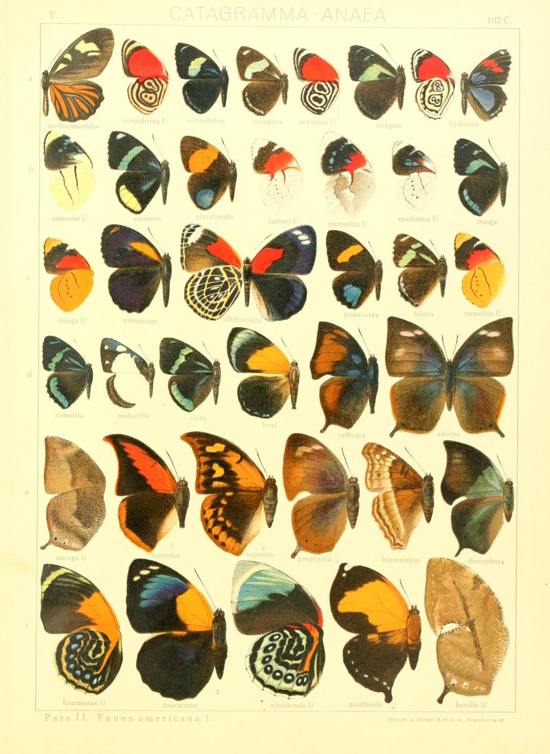 Macrolepidoptera15seit 0221