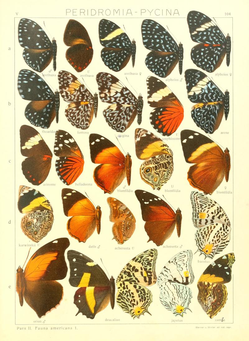 Macrolepidoptera15seit 0225