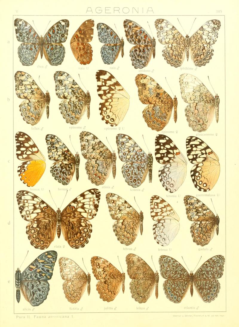 Macrolepidoptera15seit 0227