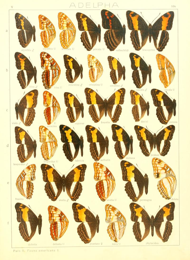Macrolepidoptera15seit 0229