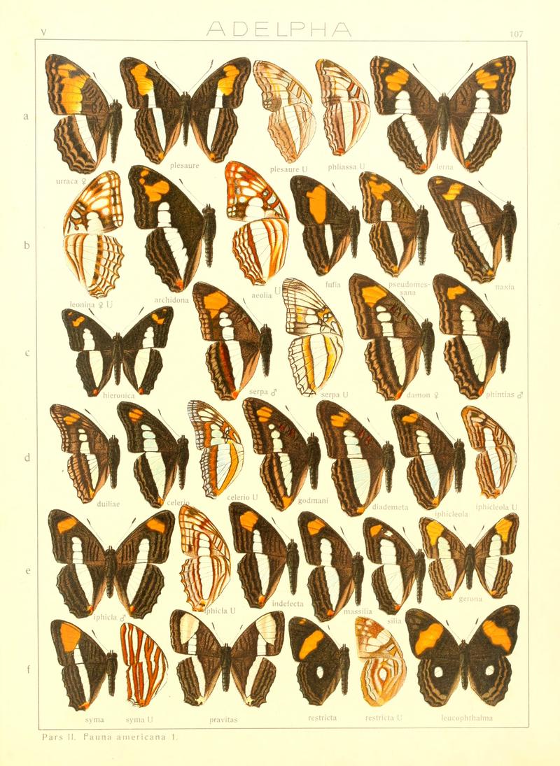 Macrolepidoptera15seit 0231