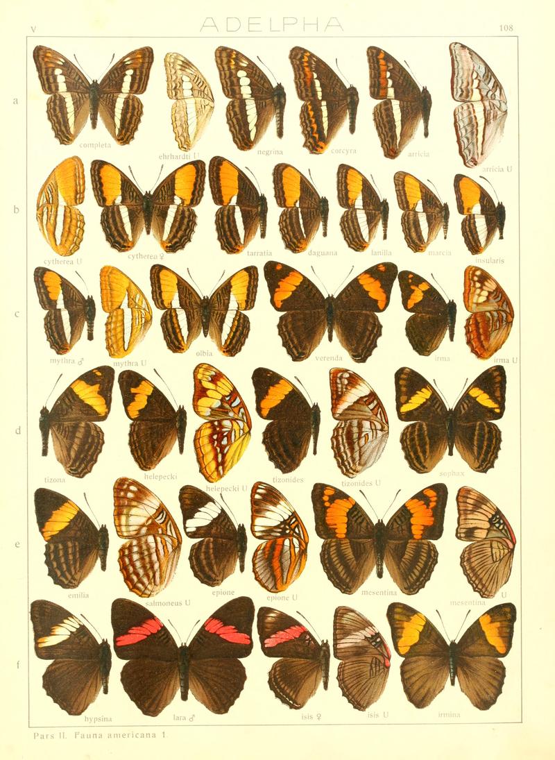 Macrolepidoptera15seit 0233