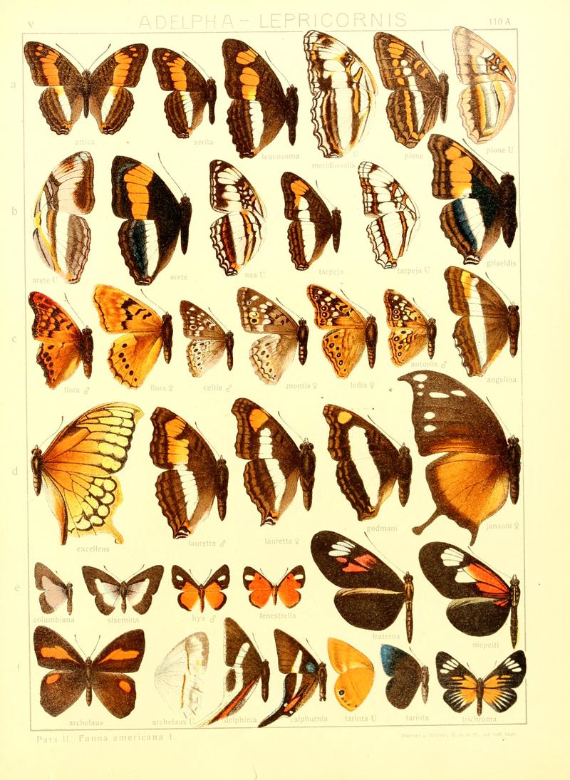 Macrolepidoptera15seit 0237