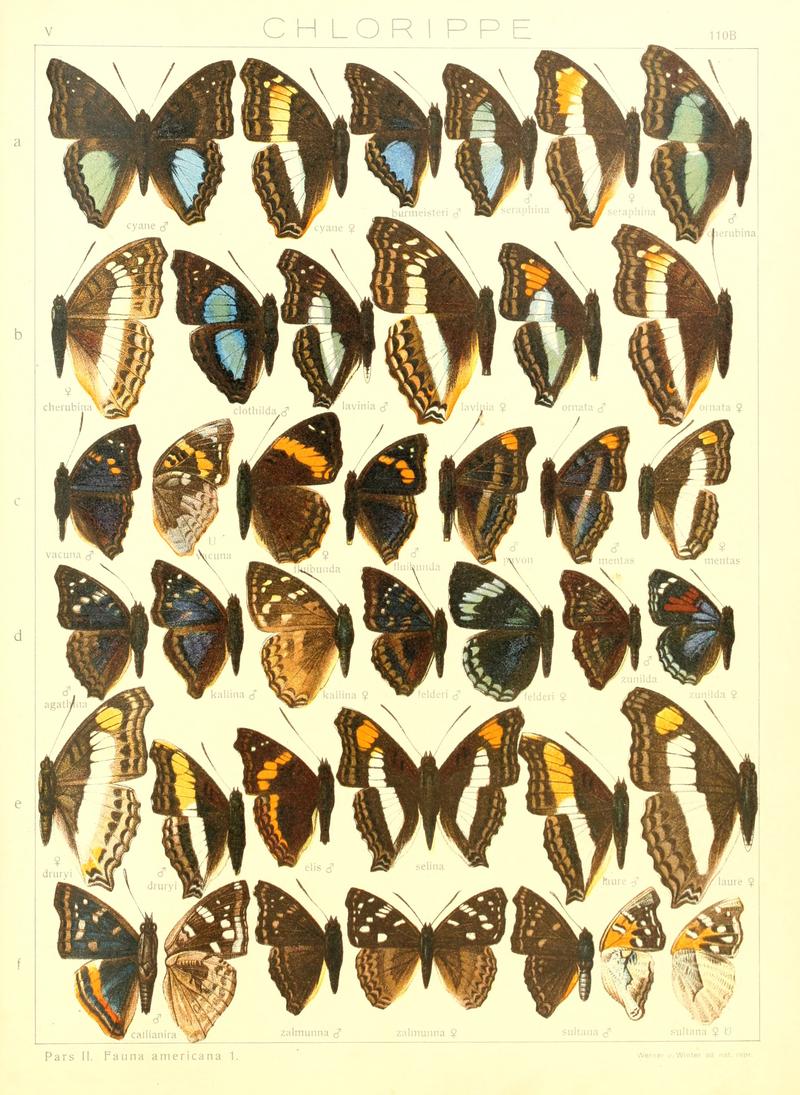 Macrolepidoptera15seit 0239