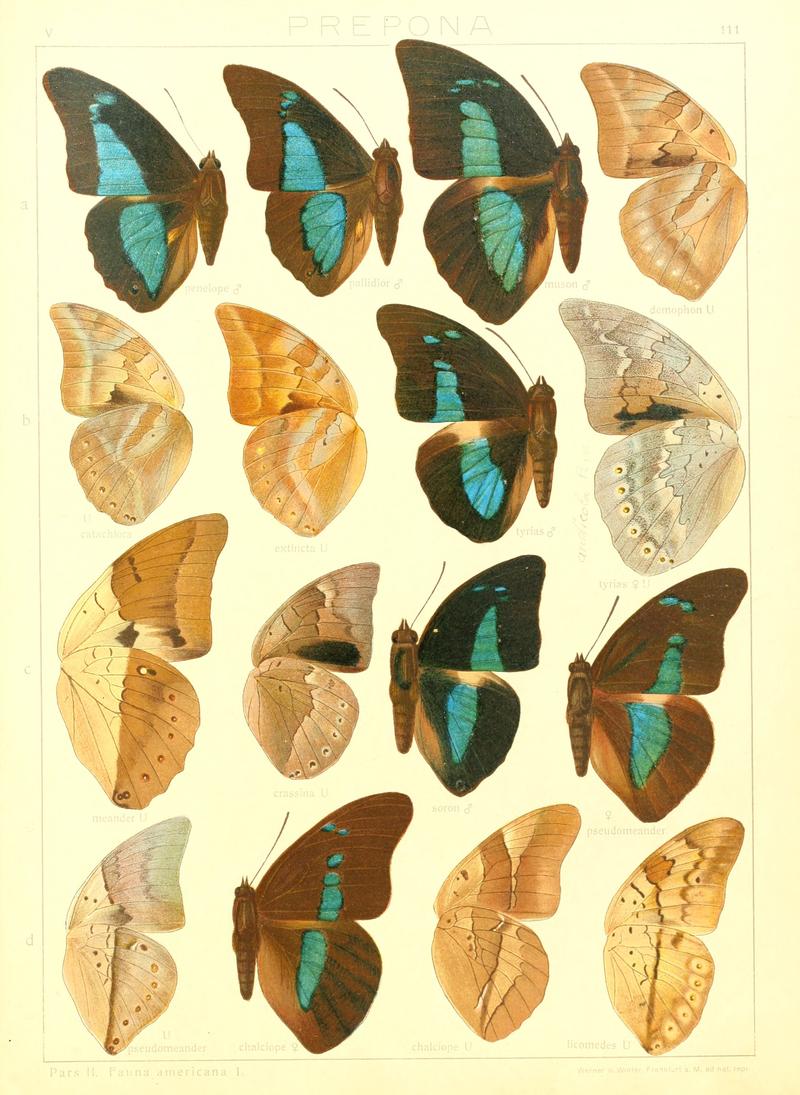 Macrolepidoptera15seit 0241