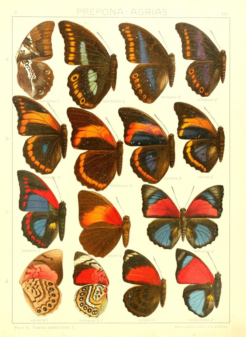 Macrolepidoptera15seit 0245