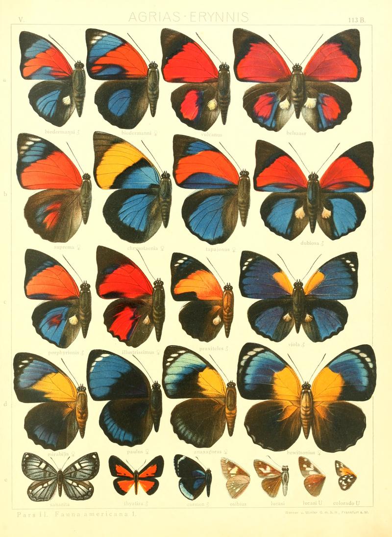 Macrolepidoptera15seit 0247