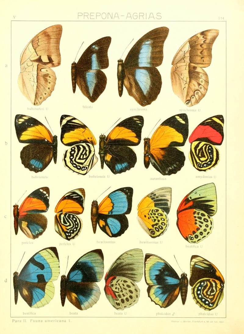 Macrolepidoptera15seit 0249