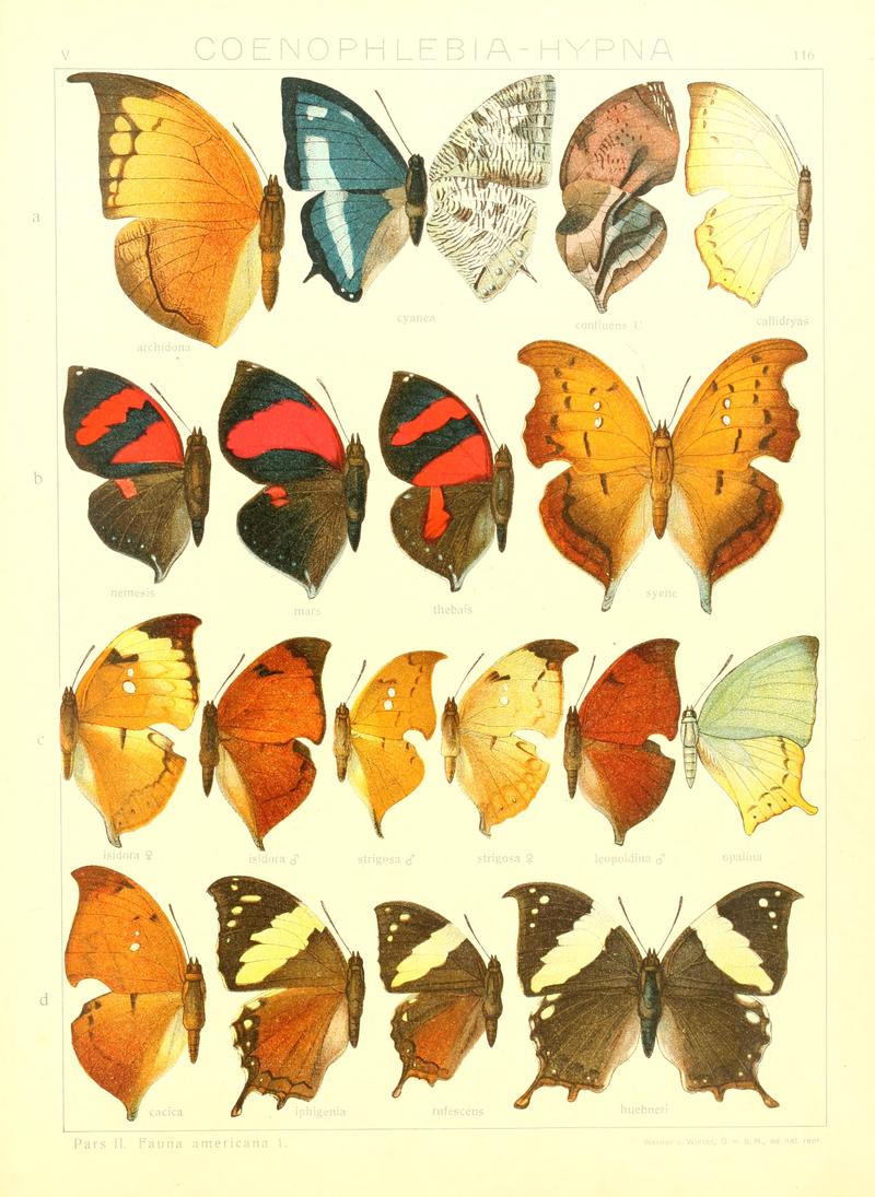 Macrolepidoptera15seit 0253