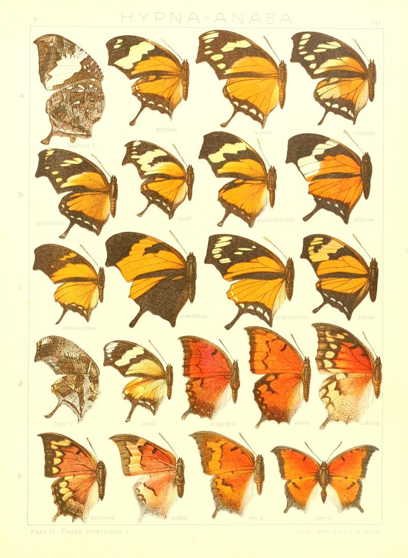 Macrolepidoptera15seit 0255
