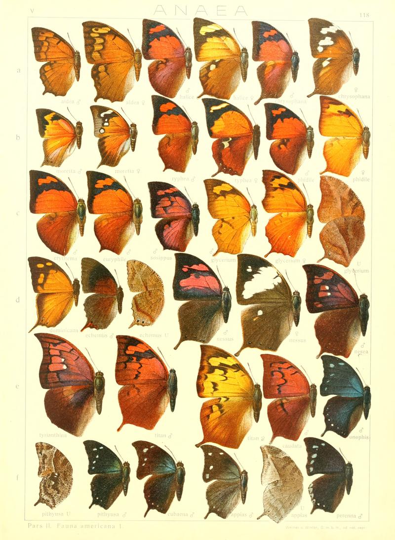 Macrolepidoptera15seit 0257