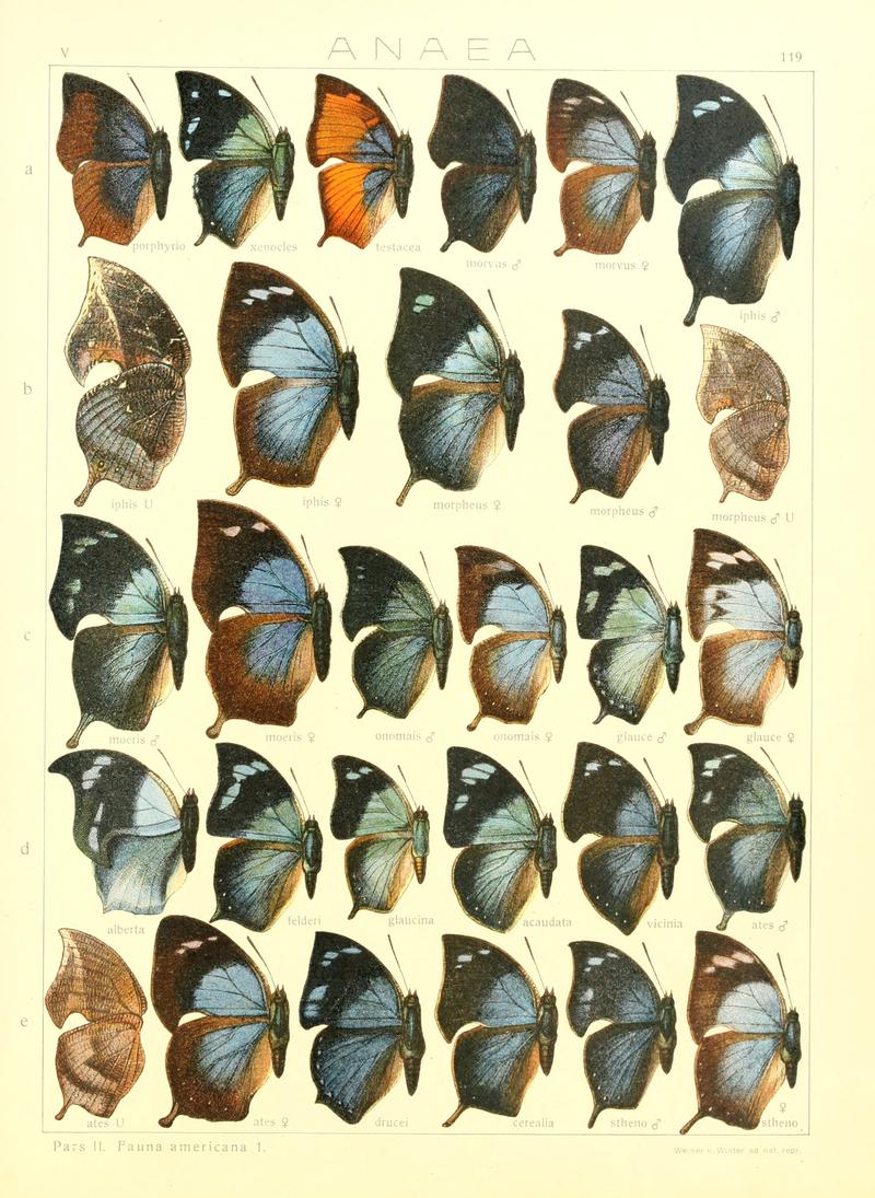 Macrolepidoptera15seit 0259