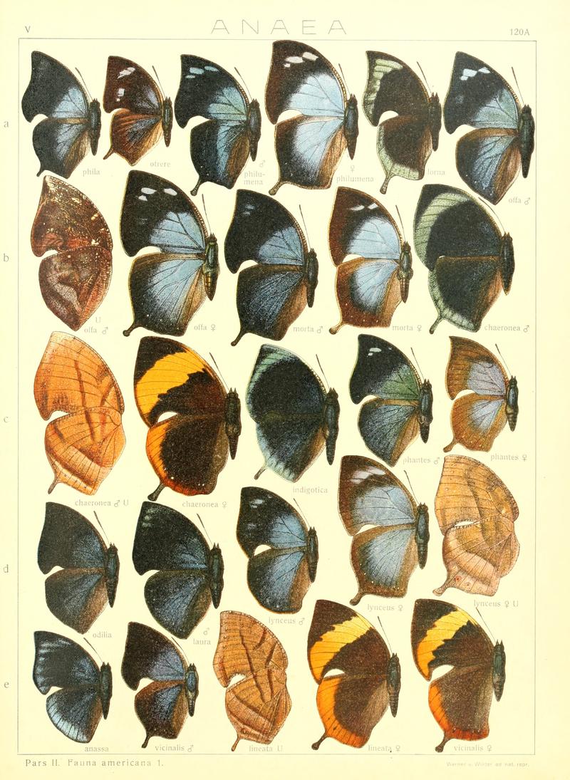 Macrolepidoptera15seit 0261