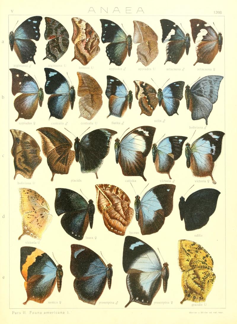 Macrolepidoptera15seit 0263