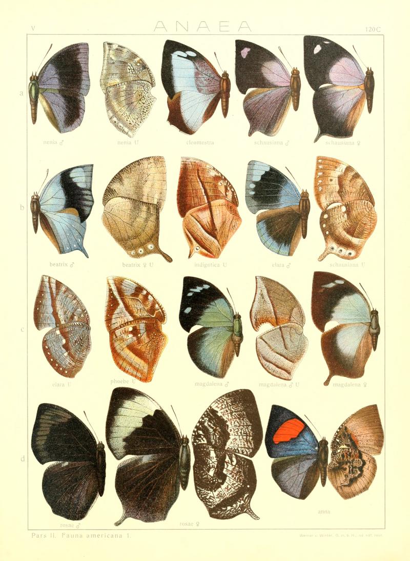 Macrolepidoptera15seit 0265