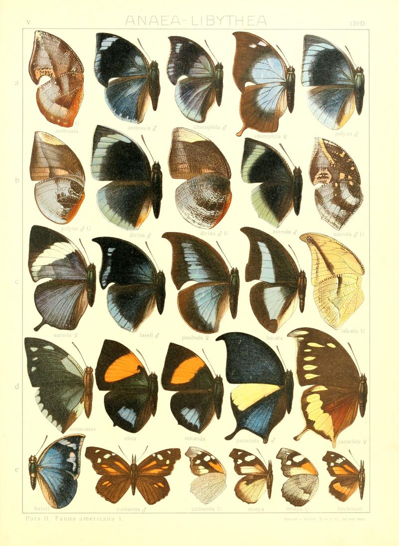 Macrolepidoptera15seit 0267