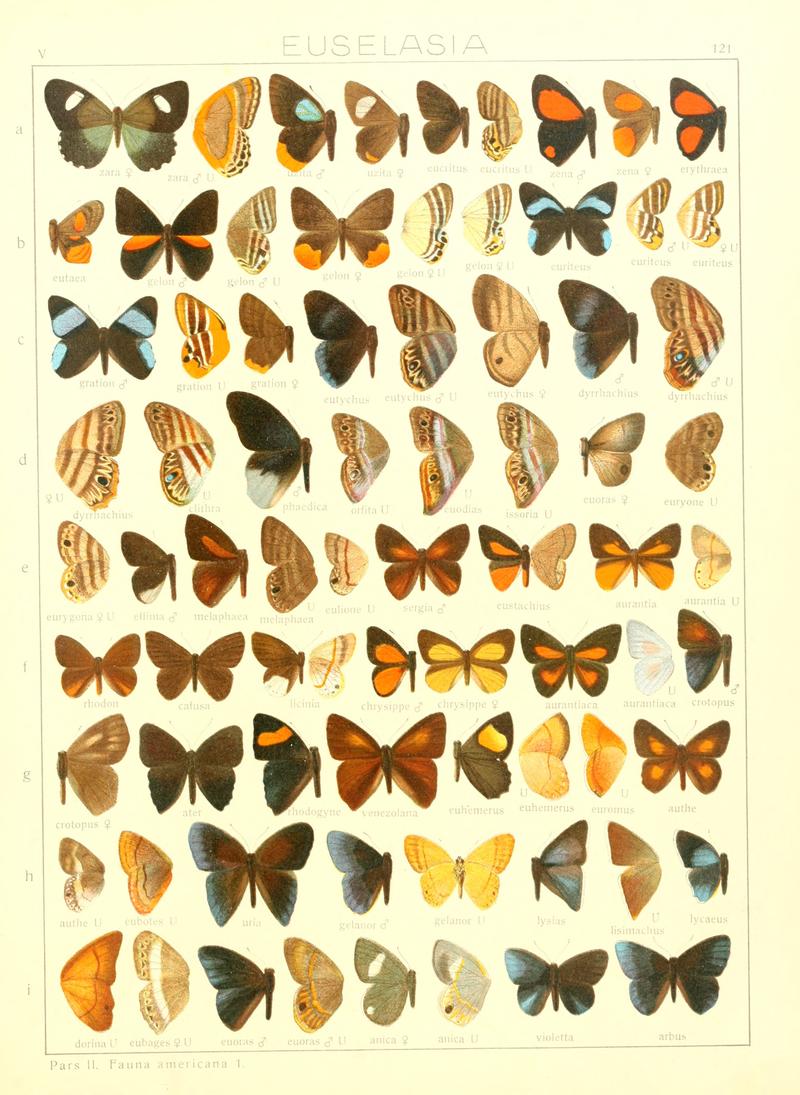 Macrolepidoptera15seit 0269