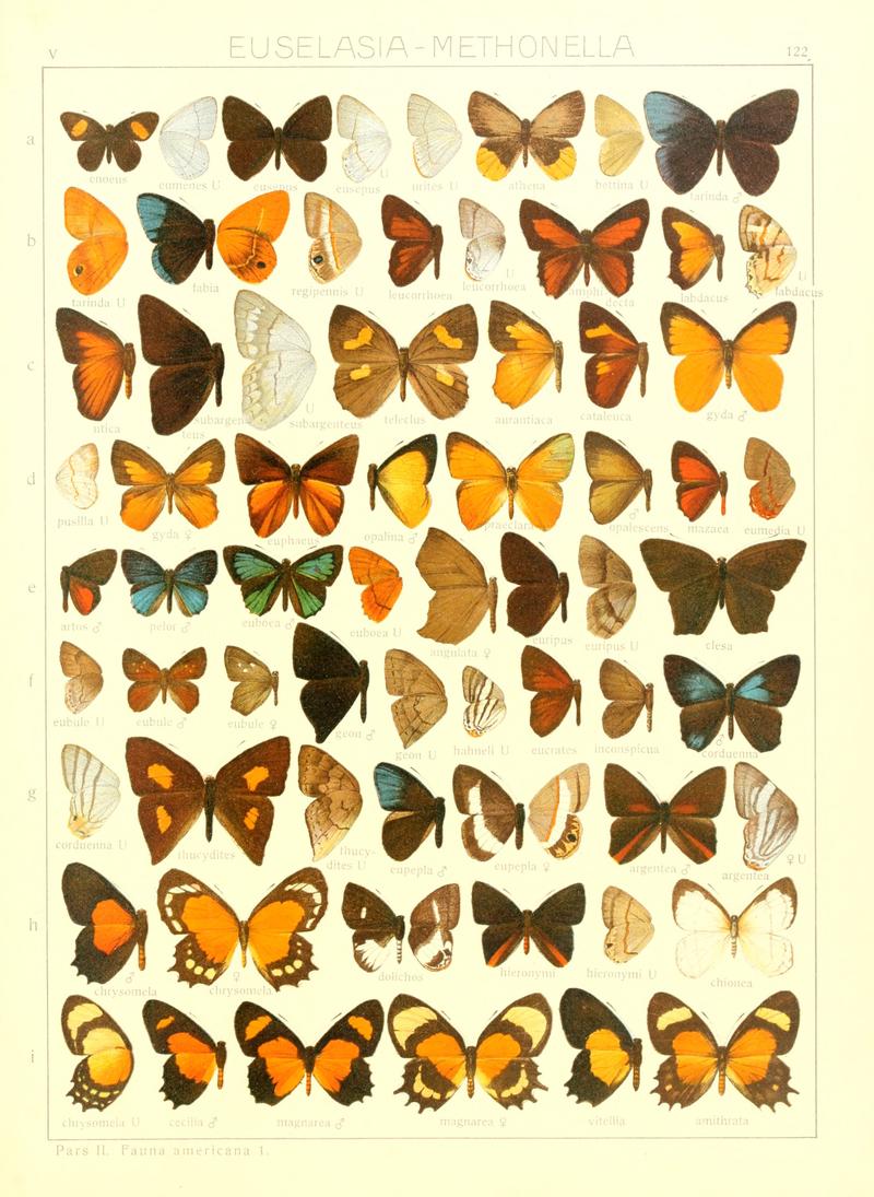 Macrolepidoptera15seit 0271