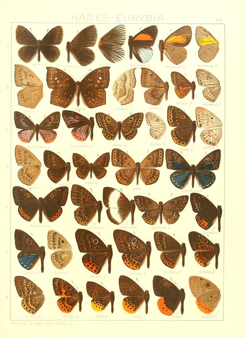 Macrolepidoptera15seit 0273