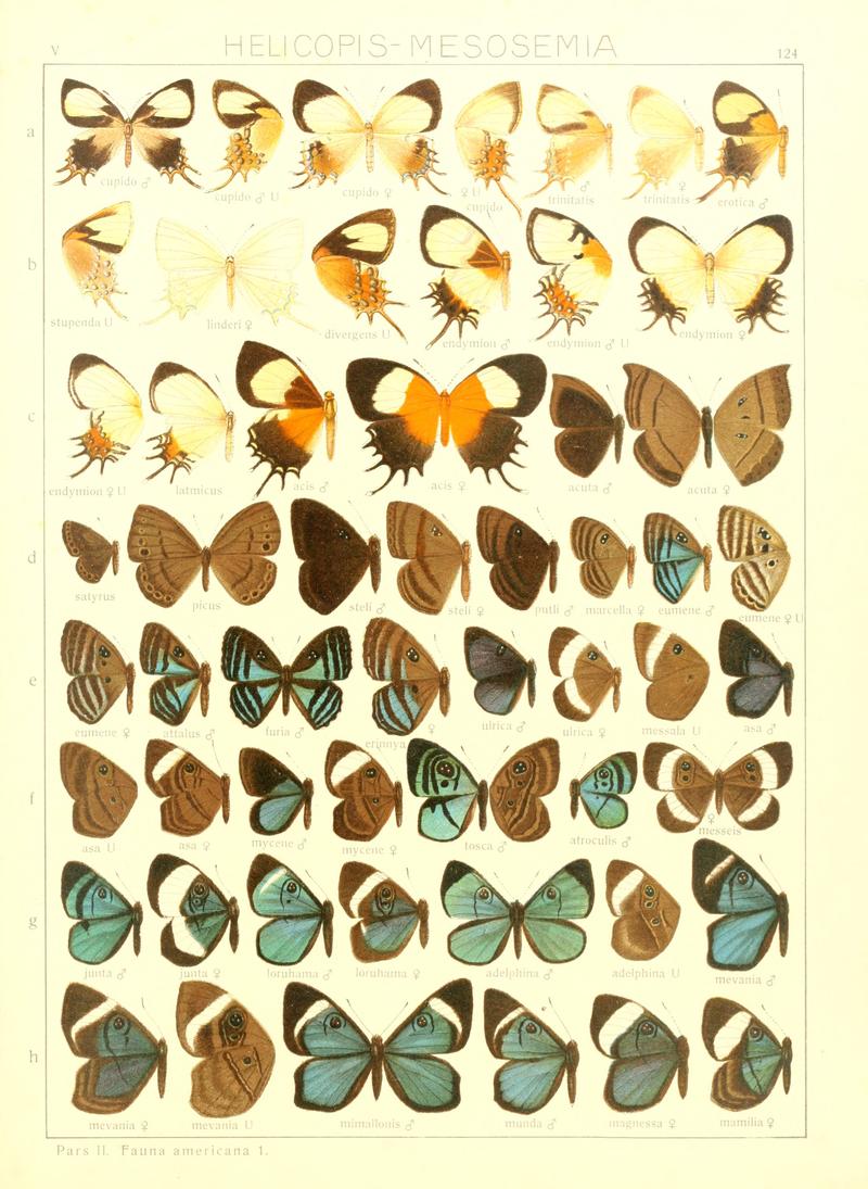 Macrolepidoptera15seit 0275