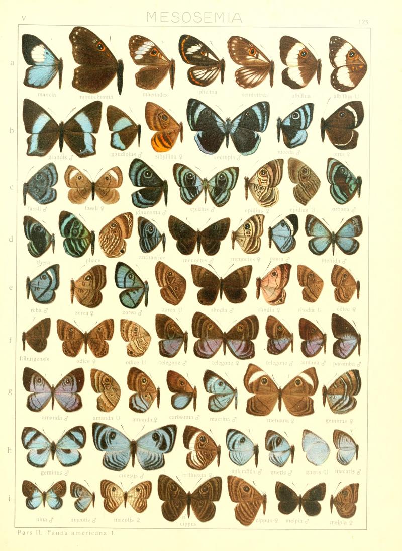 Macrolepidoptera15seit 0277