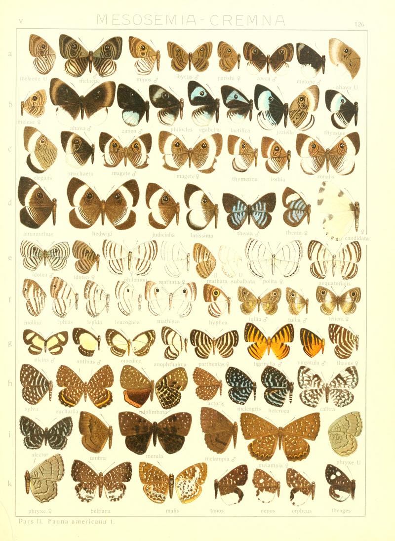 Macrolepidoptera15seit 0279