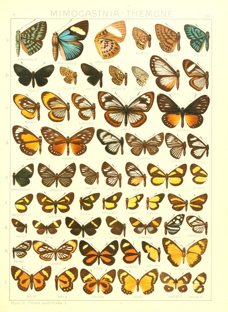 Macrolepidoptera15seit 0281