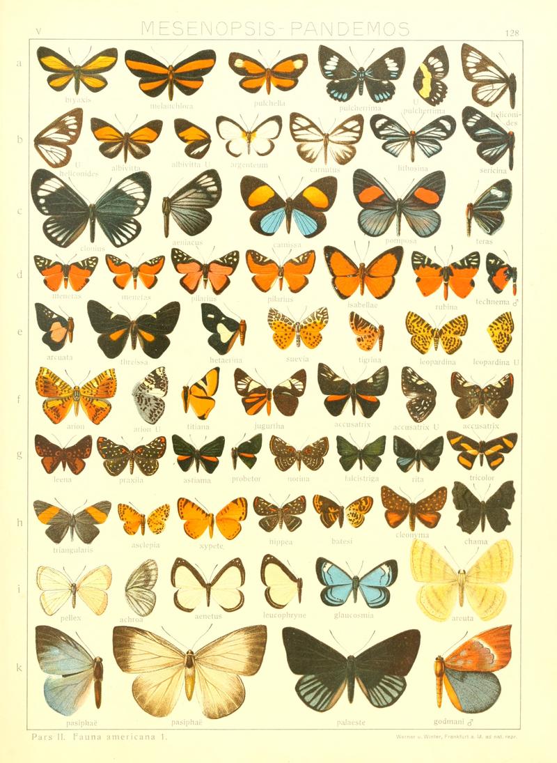 Macrolepidoptera15seit 0283