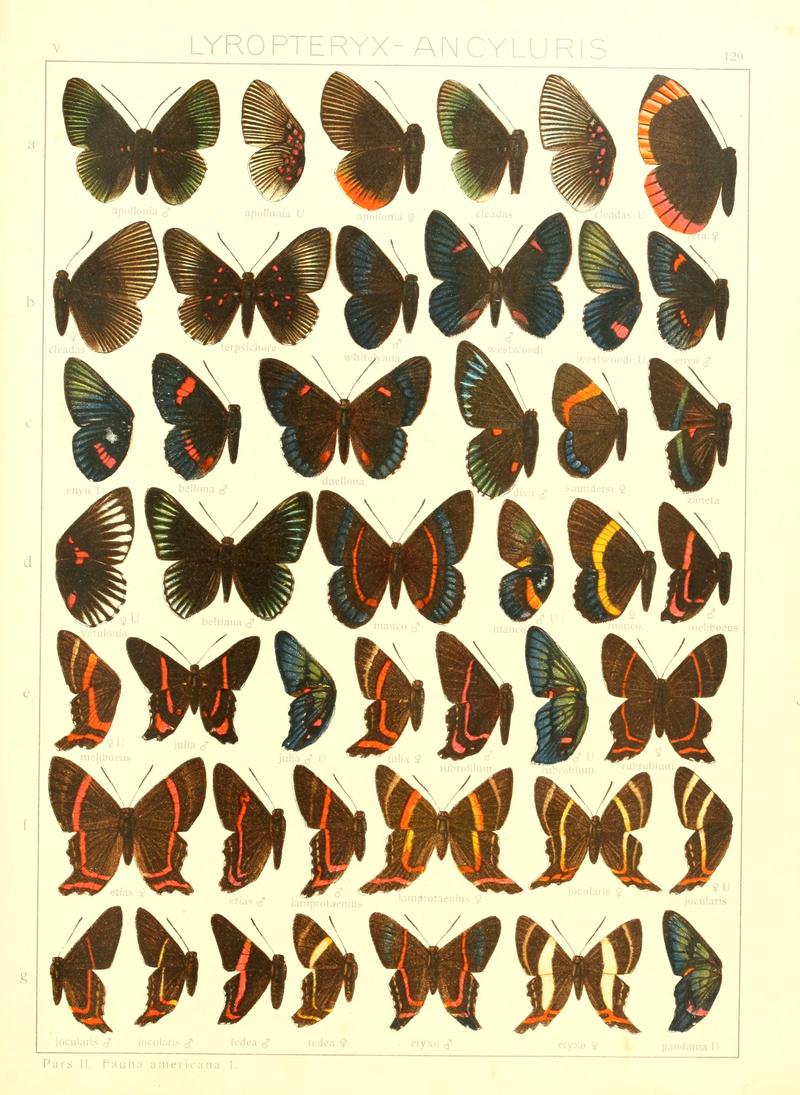 Macrolepidoptera15seit 0285