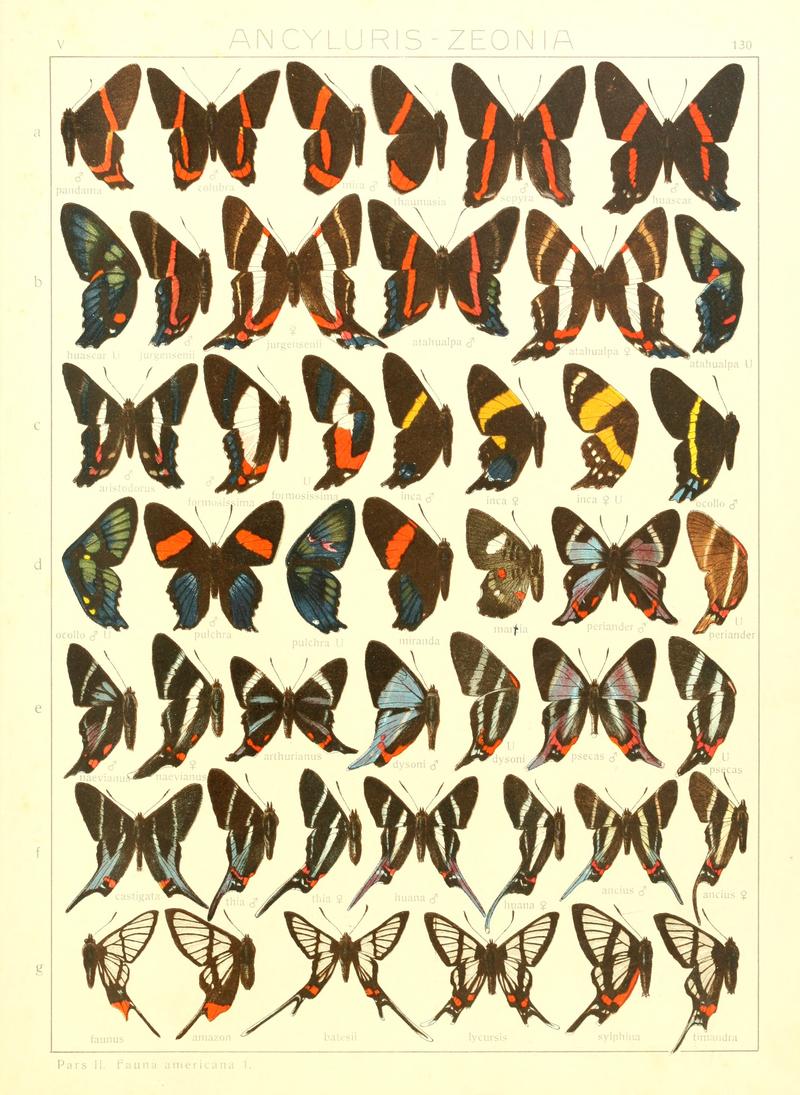 Macrolepidoptera15seit 0287