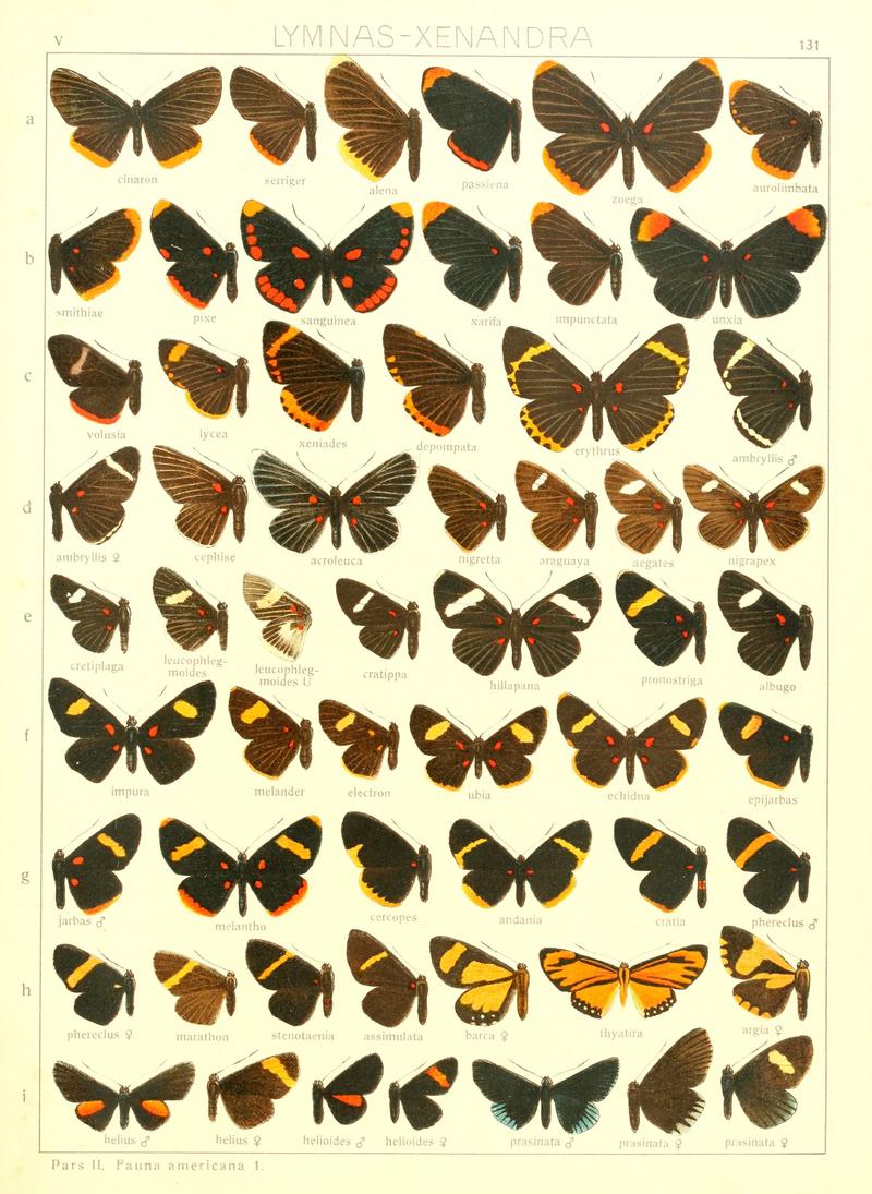 Macrolepidoptera15seit 0289