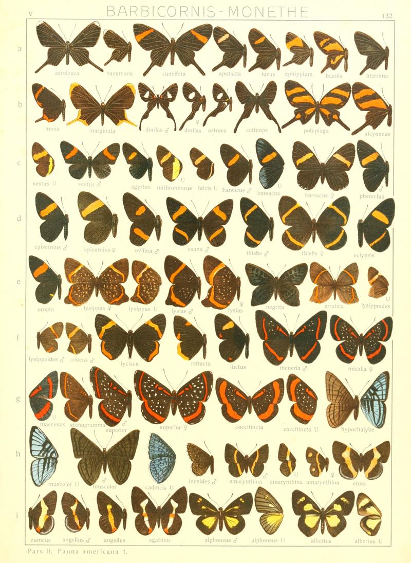Macrolepidoptera15seit 0291