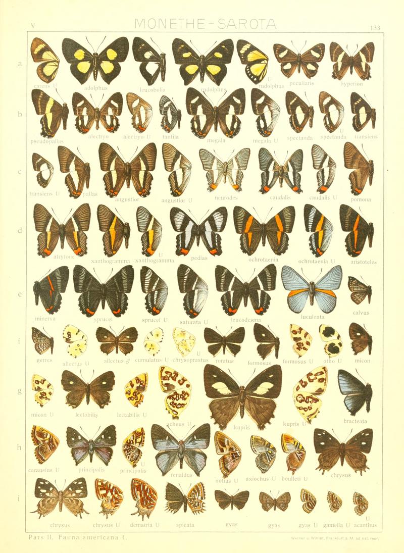 Macrolepidoptera15seit 0293