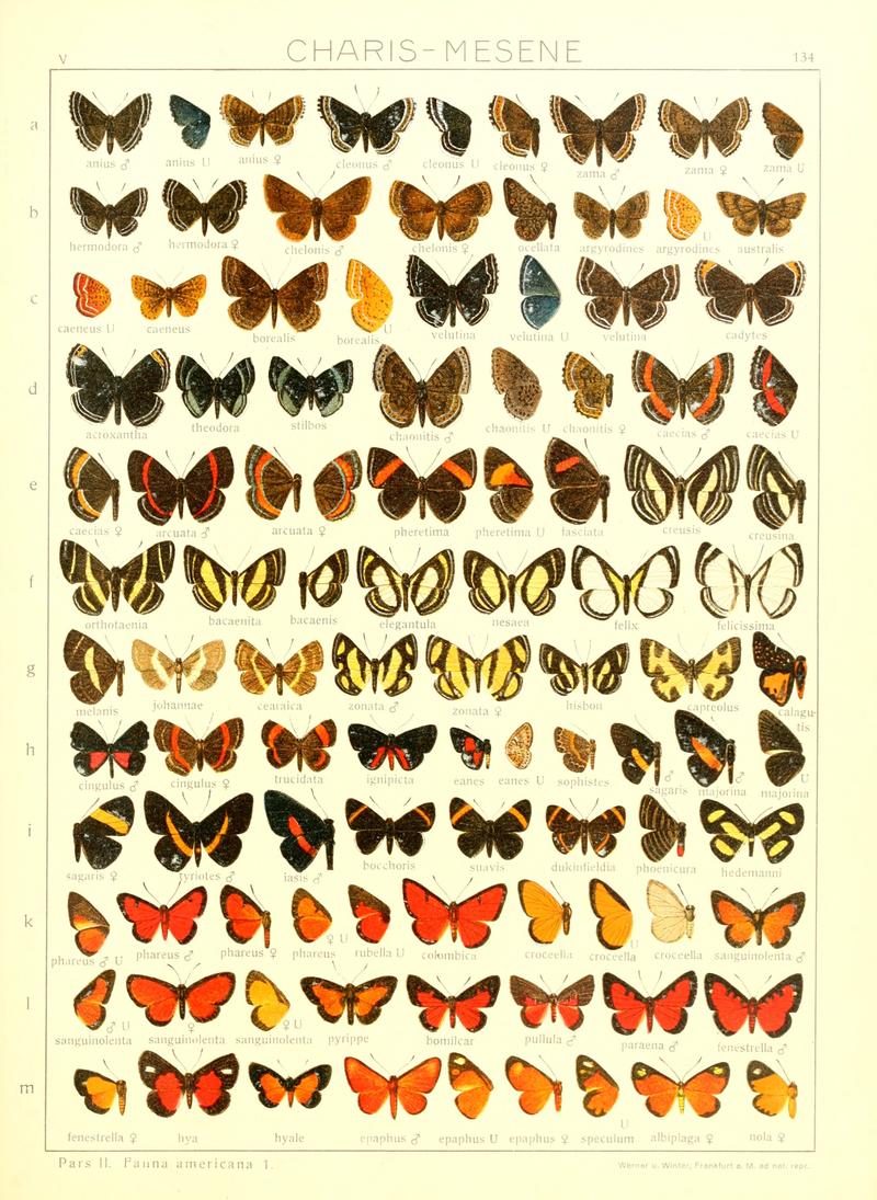 Macrolepidoptera15seit 0295