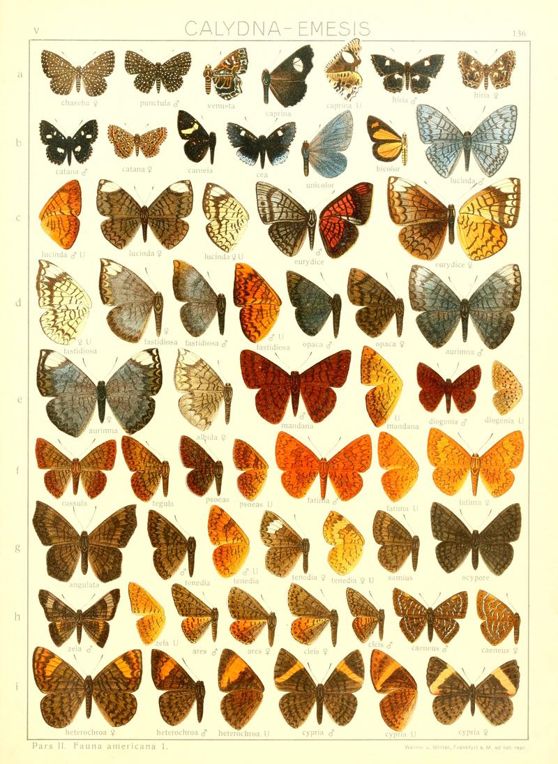Macrolepidoptera15seit 0299
