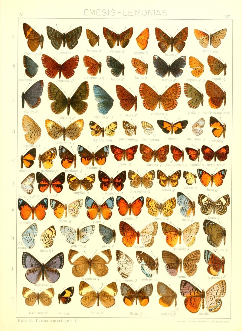 Macrolepidoptera15seit 0301
