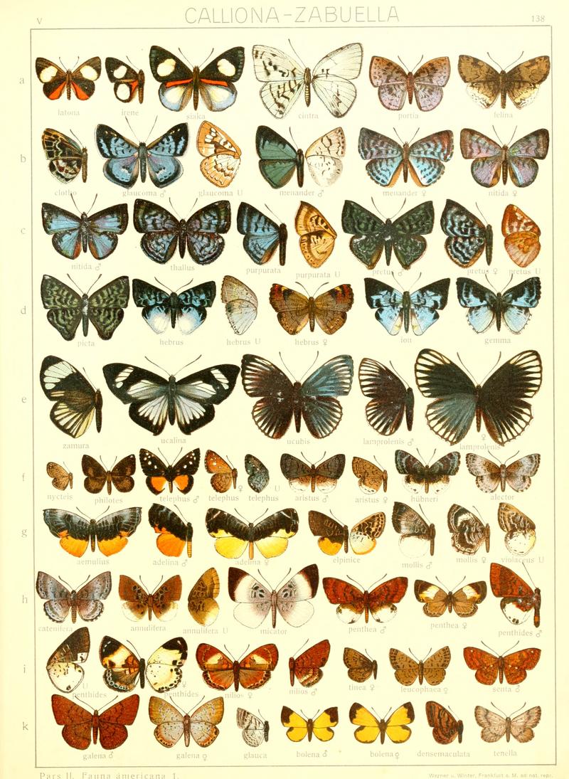 Macrolepidoptera15seit 0303