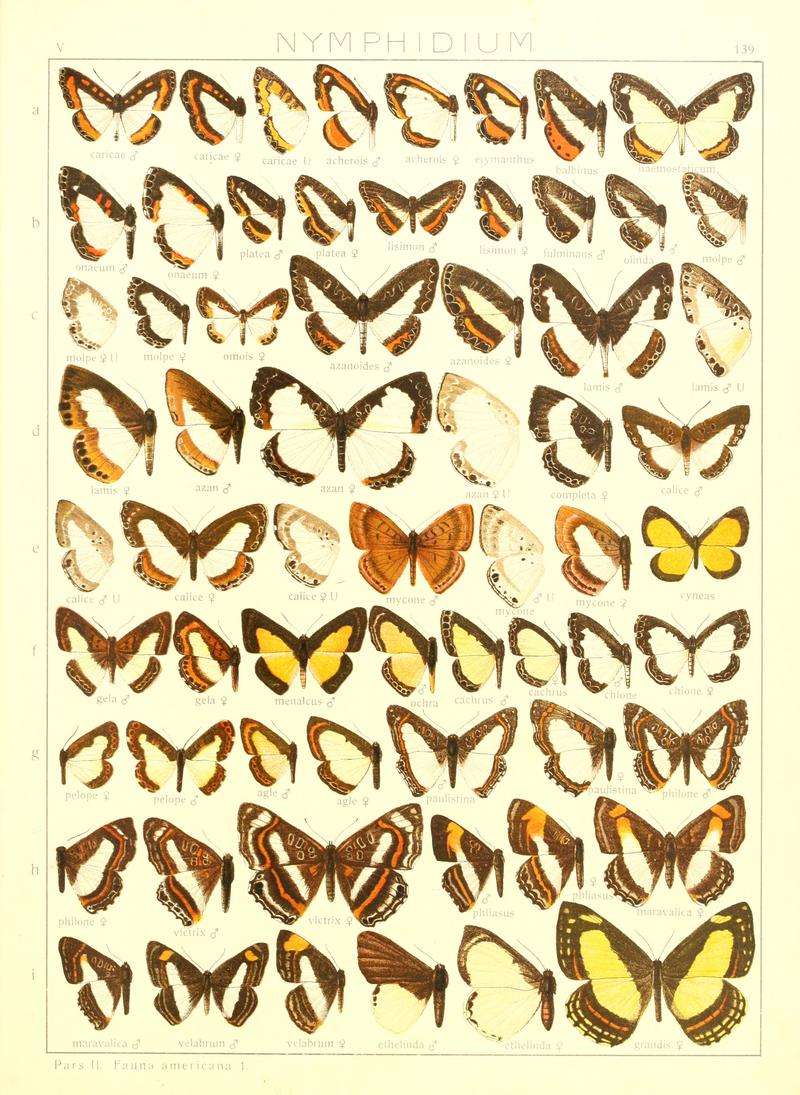 Macrolepidoptera15seit 0305