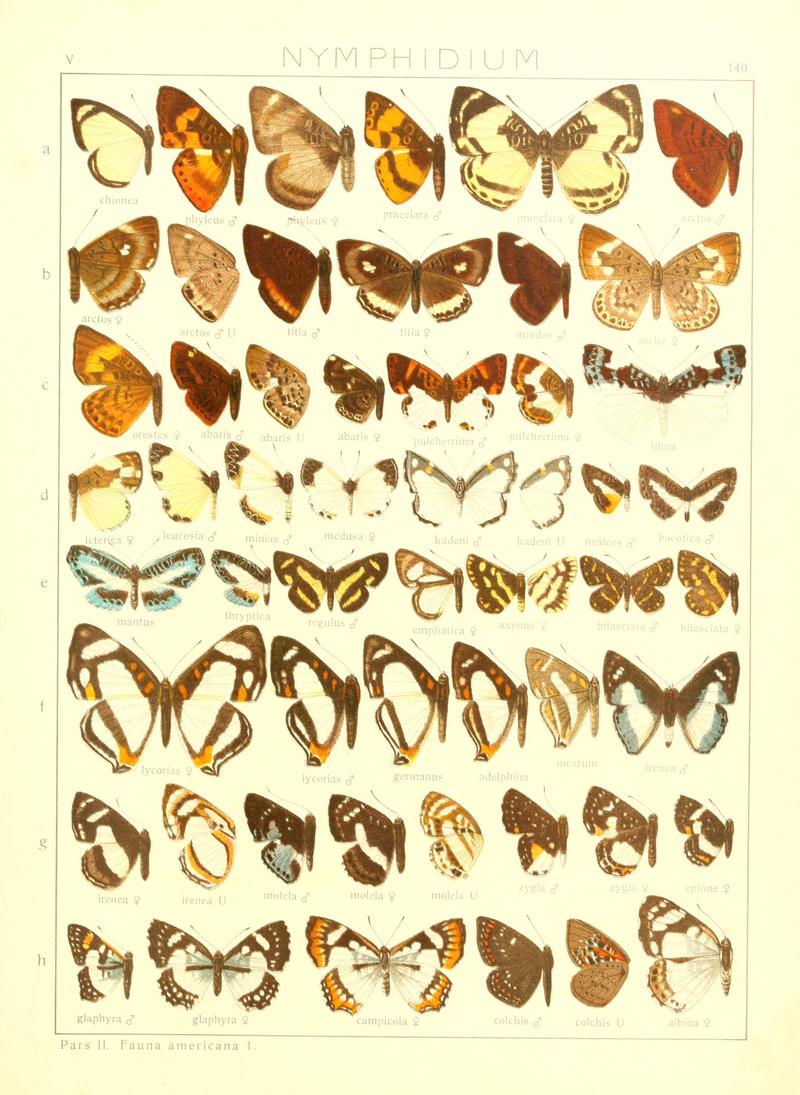 Macrolepidoptera15seit 0307