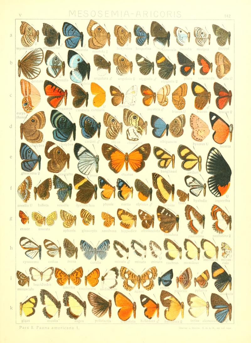 Macrolepidoptera15seit 0311