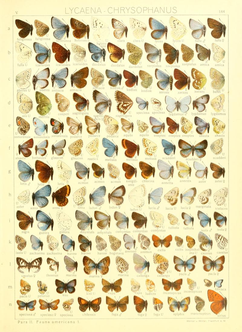 Macrolepidoptera15seit 0315