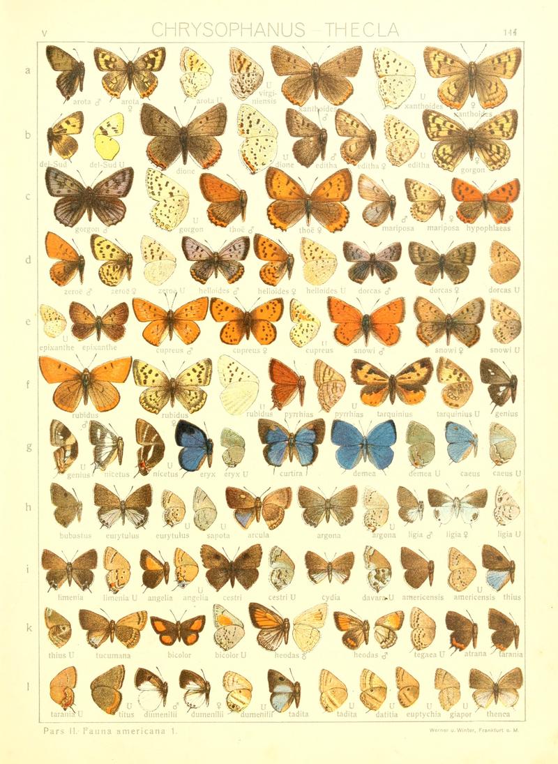 Macrolepidoptera15seit 0317