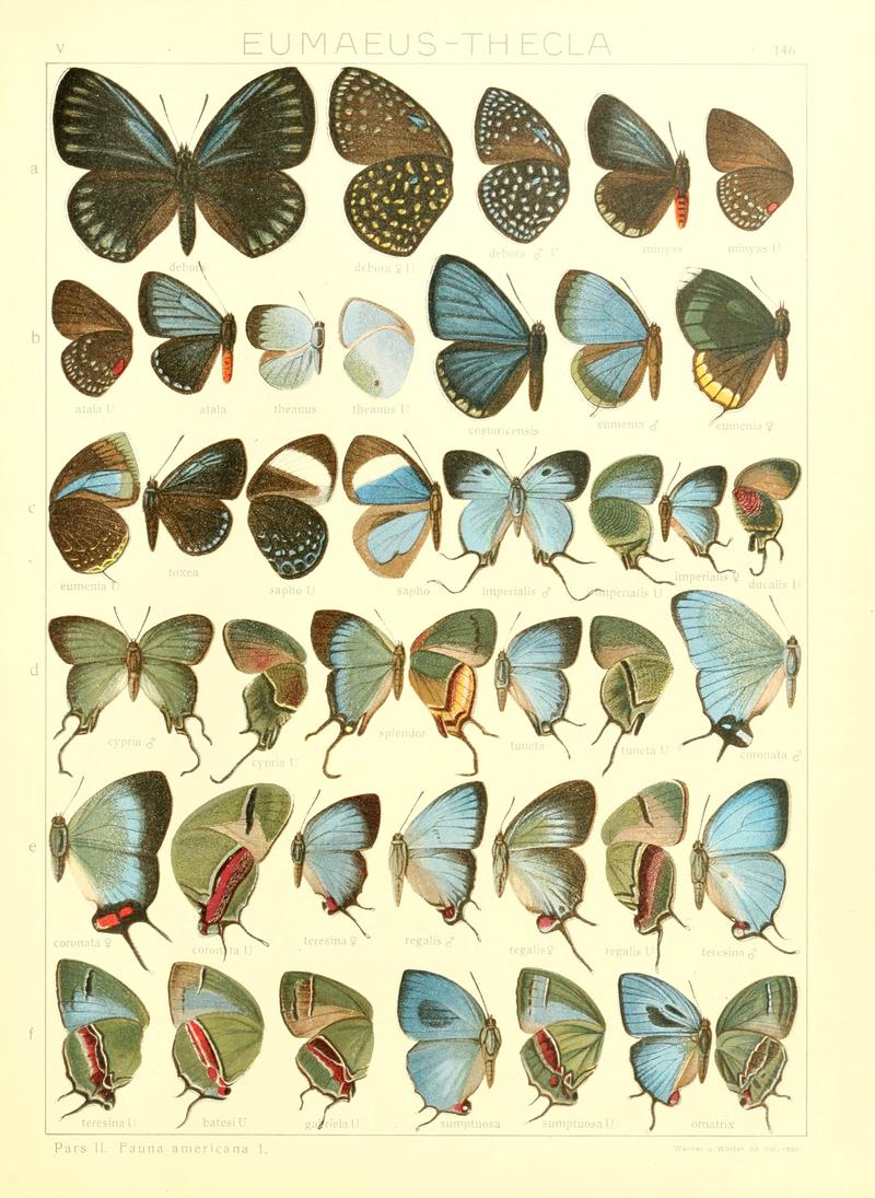 Macrolepidoptera15seit 0319