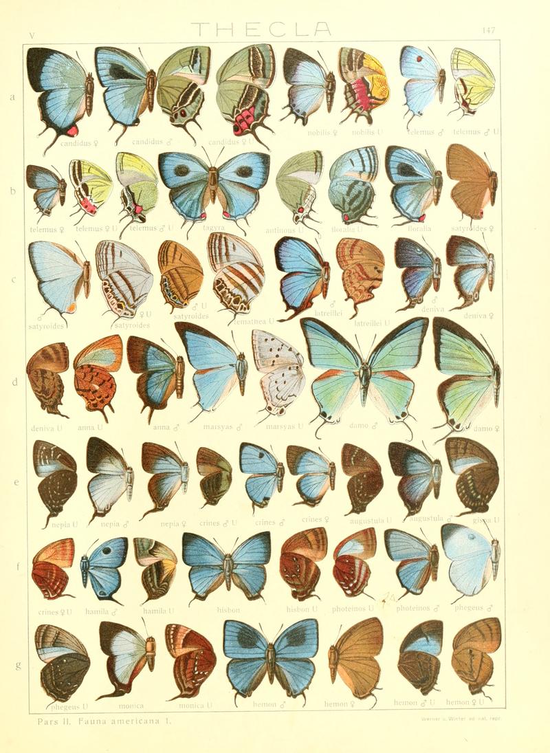 Macrolepidoptera15seit 0321